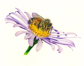 Bee and Flower Drawing Art Print: Colored Pencil Animal and Botanical A4 Illustration