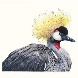 Disegno di gru coronata, stampa artistica, illustrazione realistica di uccelli a matita colorata, decorazione da parete con fauna selvatica africana, opera d'arte naturalistica disegnata a mano