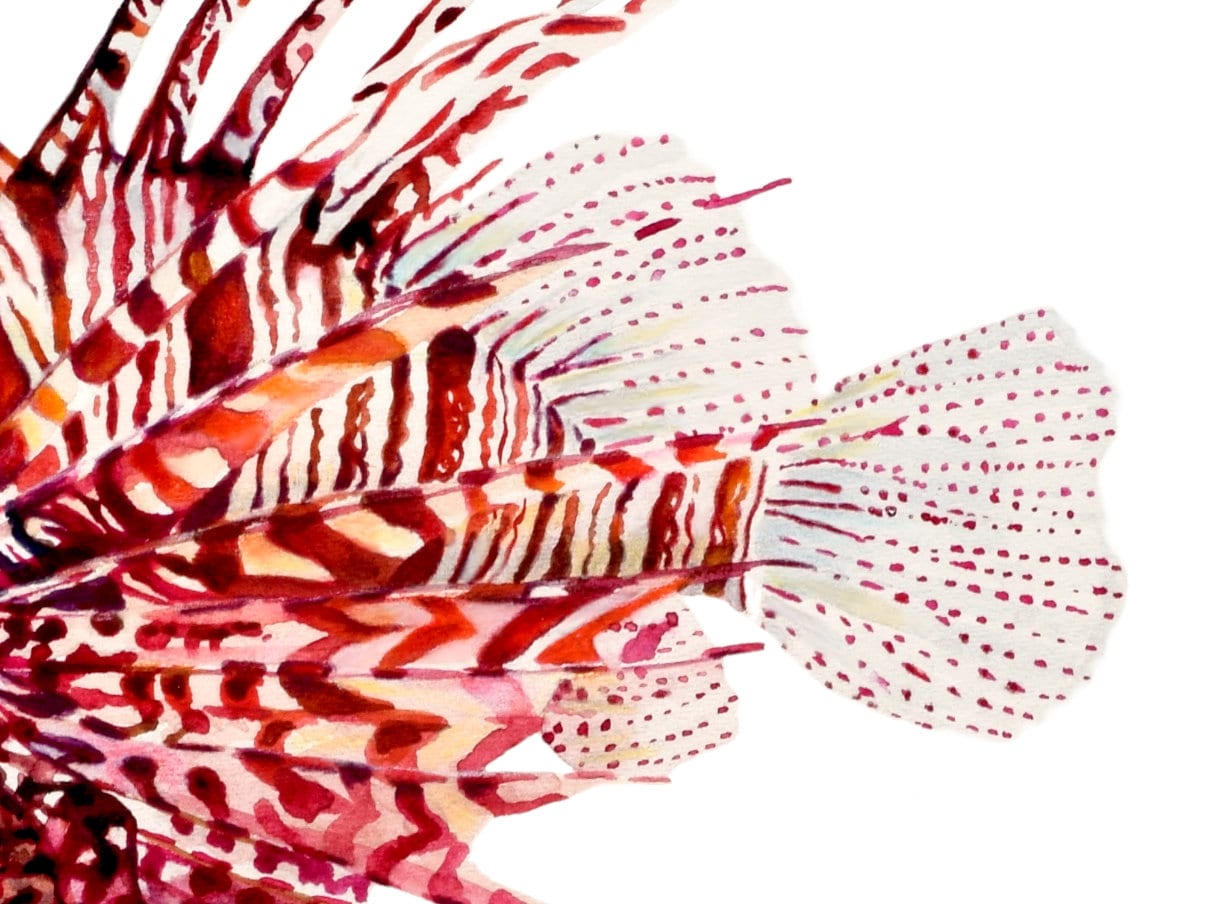 ネイチャーアート「ミノカサゴ」　水彩画 ミノカサゴの水彩画アートプリント：海の魚のイラストの壁飾り - Etsy 日本