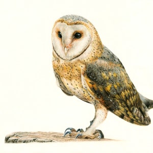 Stampa artistica di disegno di barbagianni, illustrazione realistica di animali selvatici realizzata a matita colorata, decorazione da parete di uccelli rapaci, opera d'arte di animali della foresta ispirata alla natura
