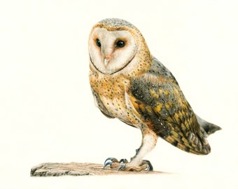 May include: A barn owl with white and brown feathers perched on a piece of wood. The owl has large, dark eyes and a hooked beak.