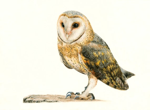 Owl Drawing, Wildlife Art, Coloured Pencil Drawing, Barn Owl