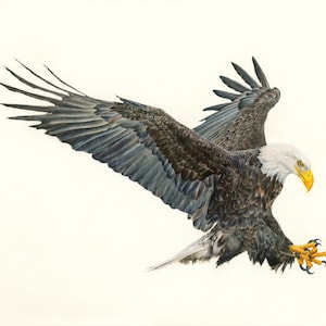 Stampa artistica di un disegno di aquila calva, opera d'arte realistica a matita colorata, illustrazione di un'aquila americana disegnata a mano, decorazione da parete con animali selvatici del West