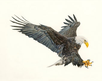 Dessin original d'aigle, dessin de pygargue à tête blanche, dessin d'aigle réaliste, illustration d'aigle, aigle américain, dessin au crayon de couleur, art d'oiseau