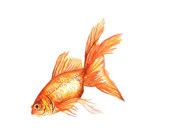 Goldfish original drawing, Goldfish watercolor, Wildlife Art, Watercolor painiting,  Animal Art, Animal Illustration, Fish illustration