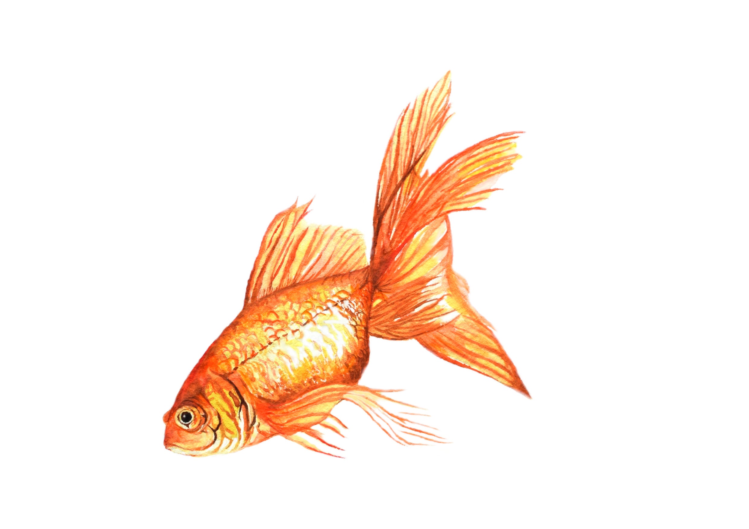 How to Draw a Goldfish Step by Step  EasyLineDrawing