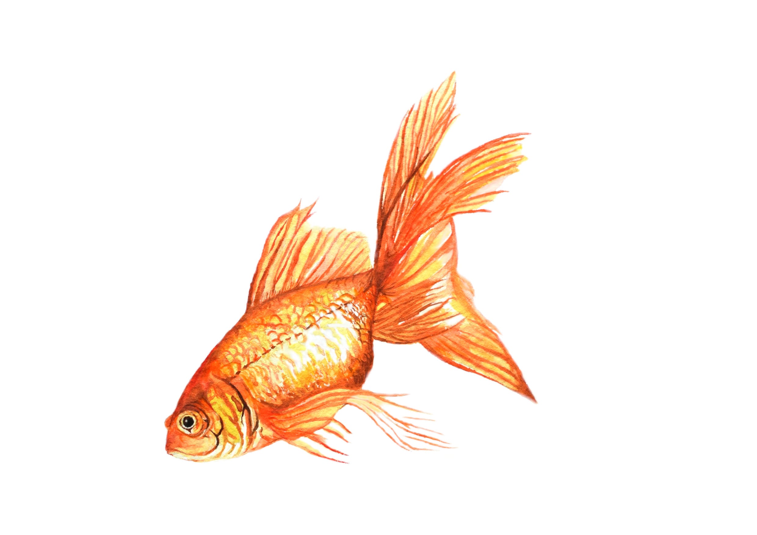 How to Draw a Goldfish Step by Step  EasyLineDrawing