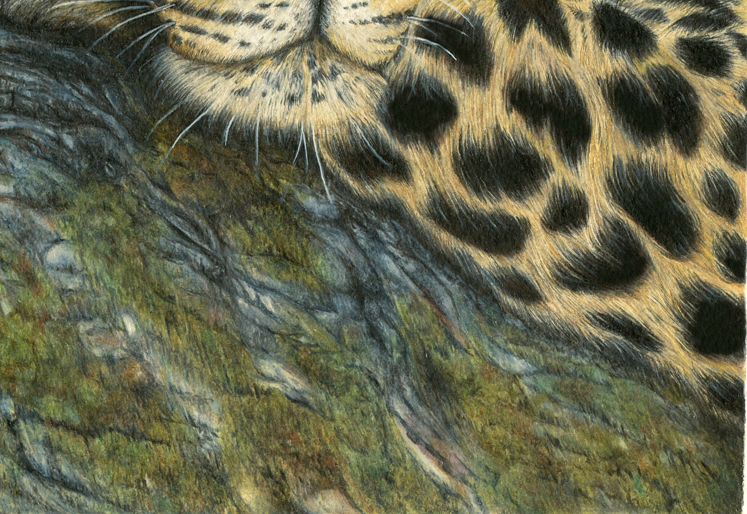 Leopard Art Print: Realistic Colored Pencil Wildlife Drawing - Etsy, image size:1464x1008
