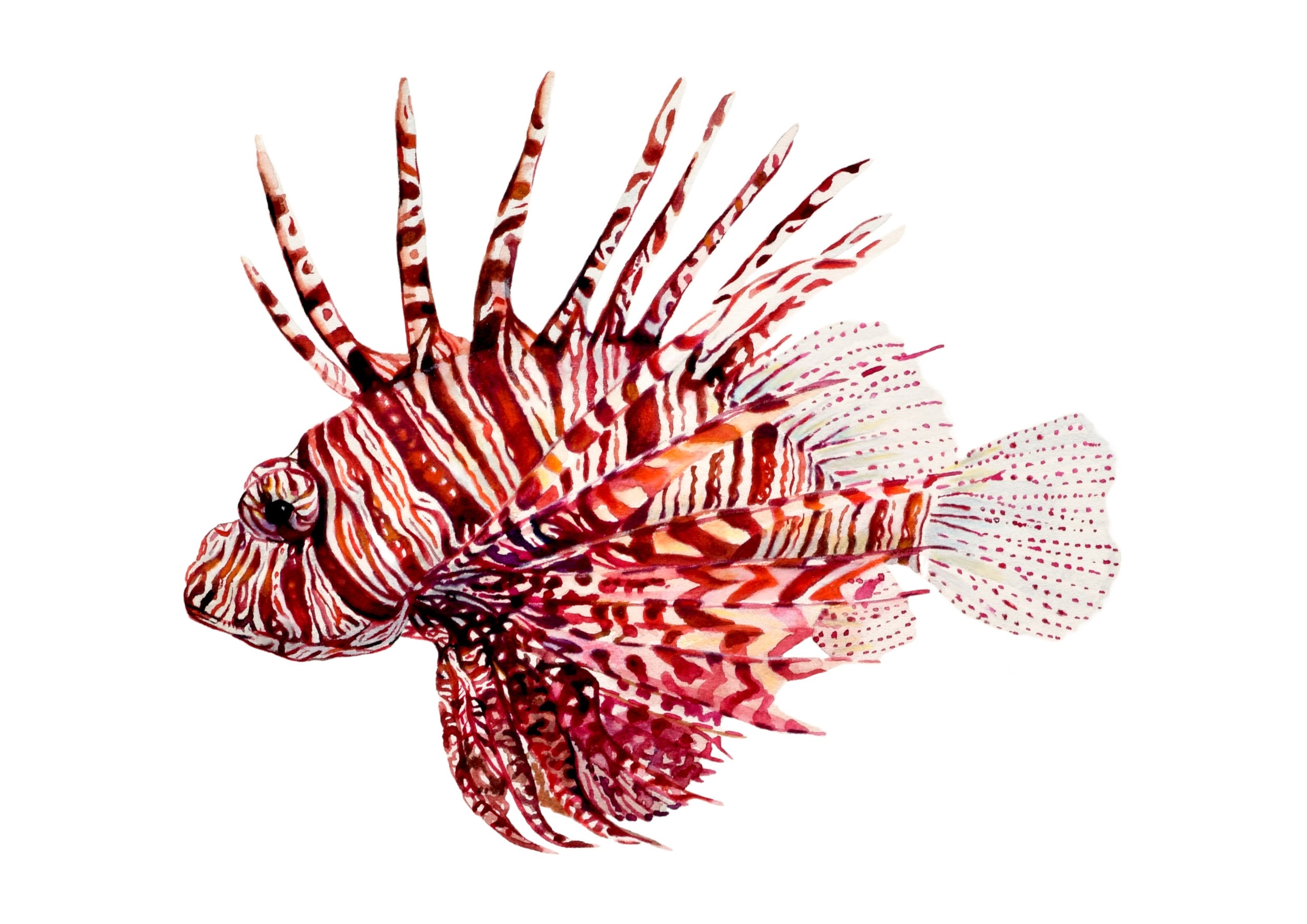 ネイチャーアート「ミノカサゴ」　水彩画 ミノカサゴの水彩画アートプリント：海の魚のイラストの壁飾り - Etsy 日本