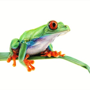 Stampa artistica di un disegno di rana, illustrazione realistica di fauna selvatica, decorazione da parete con natura tropicale, opera d'arte di animali con matite colorate, souvenir della Costa Rica