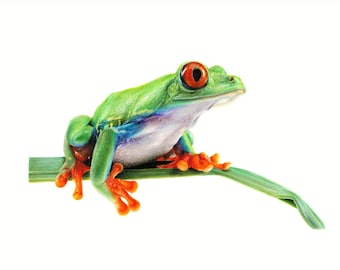 Dessin original de grenouille, dessin de grenouille, dessin de grenouille réaliste, illustration de grenouille, dessin au crayon de couleur, grenouille, grenouille aux yeux rouges, Costa Rica