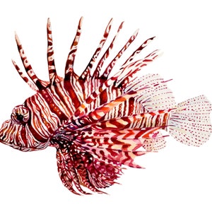 Lionfish drawing, Lionfish painting, Wildlife Art, Watercolor painiting, Fine Art Print, Animal Art, A5 print, Animal Illustration, Fish art image 1