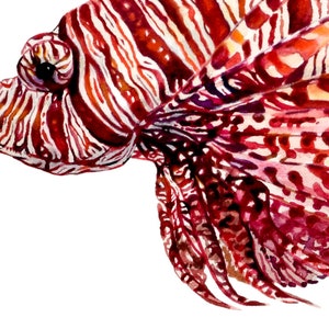 Lionfish drawing, Lionfish painting, Wildlife Art, Watercolor painiting, Fine Art Print, Animal Art, A5 print, Animal Illustration, Fish art image 4