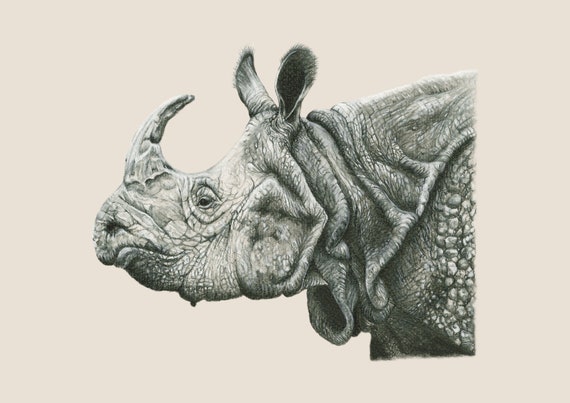 Rhinoceros Drawing, Wildlife Art, Pencil Drawing, Graphite Drawing, Fine  Art Print, Animal Art, A4 Print, Animal Illustration, Realistic 