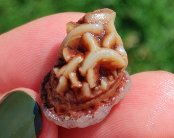 May include: A small, intricately carved, brown and white shell with a detailed design. The shell is held in a hand with green nail polish.
