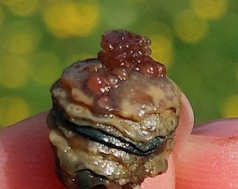 May include: A close-up of a layered, brown and gray oyster shell with a red and white topping. The shell is being held in a hand.