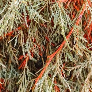 Organic Dried Prickly Juniper. This season. 1 bag. 10 g.