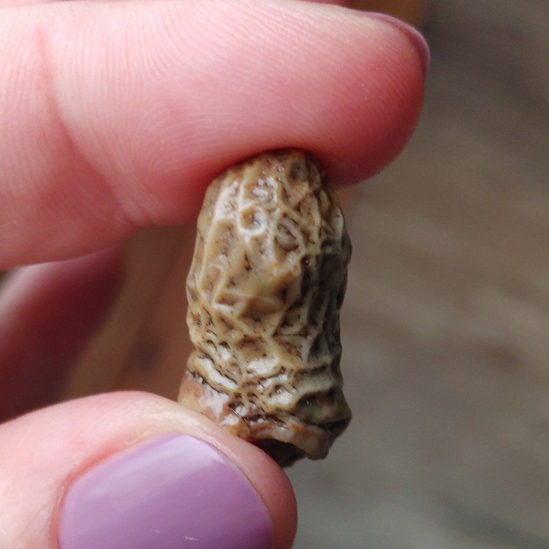 Incredibly Rare All Natural Stones of Glorious Gobi Desert. - Etsy