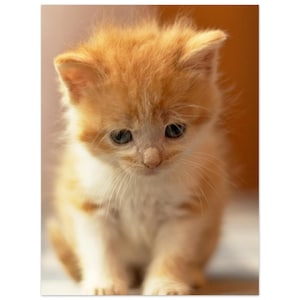 Póster de gatito, póster para amantes de los gatos, decoración de pared