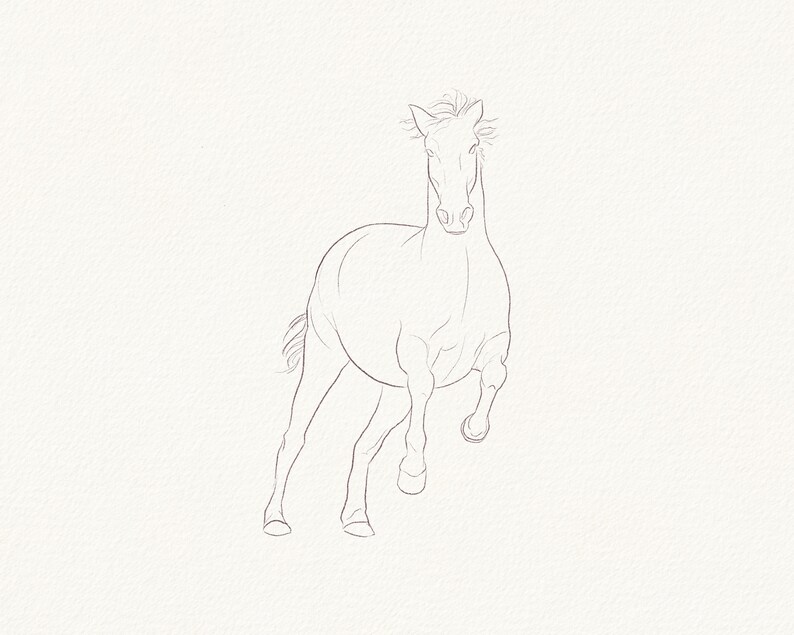 Horses Poses Brushes for Procreate Etsy