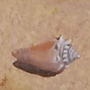 Shell on the beach painting ocean wall décor seashell wall art on sandy beach Siesta Key Beach Mothers day gift Easter gift Phil Darst