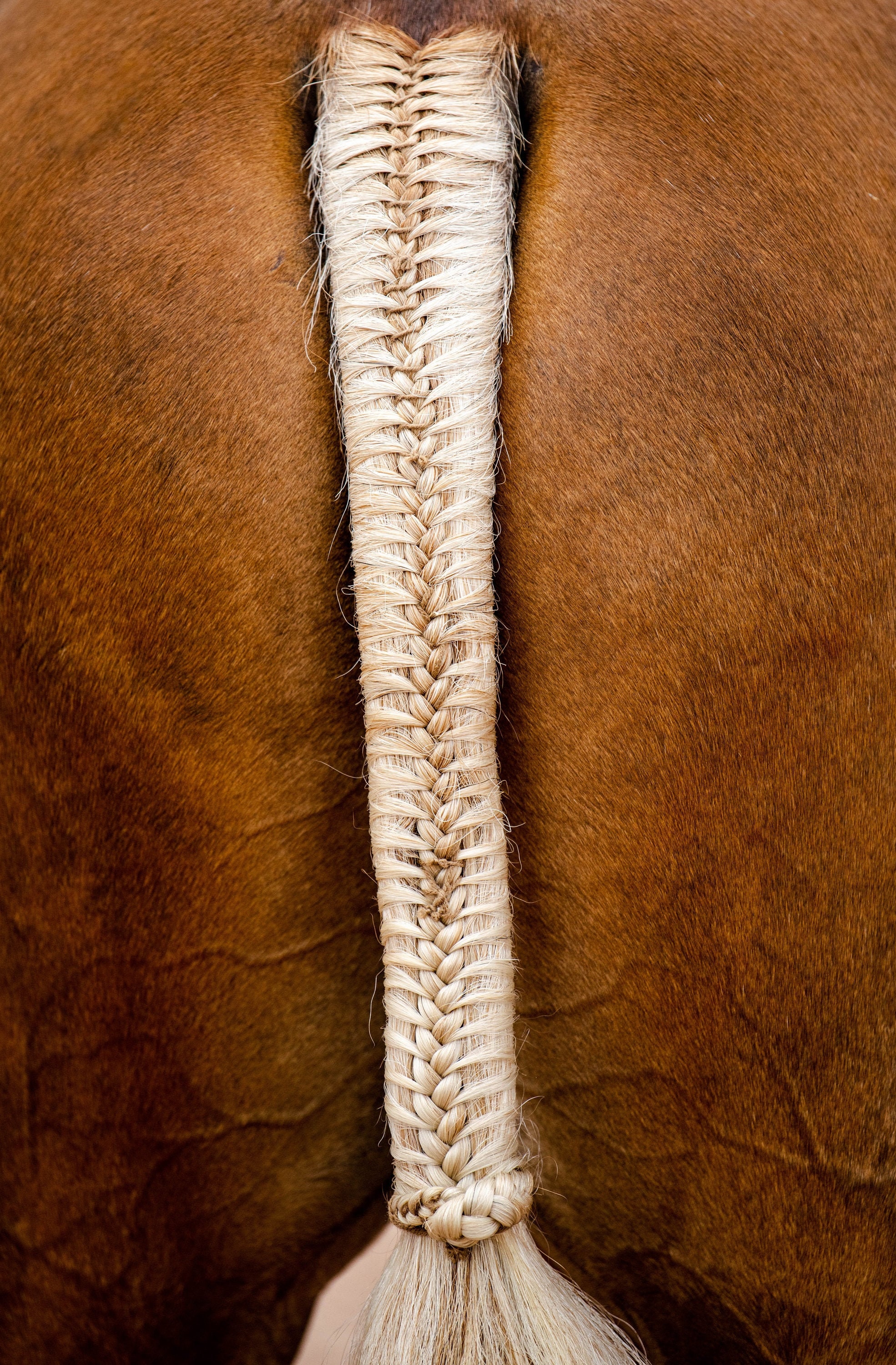 Hunter Tail Braid Portrait Etsy