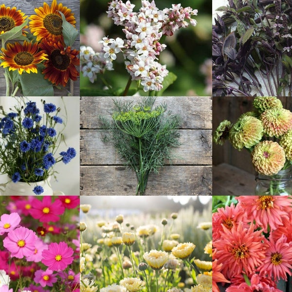 Cut Flower Seeds Etsy