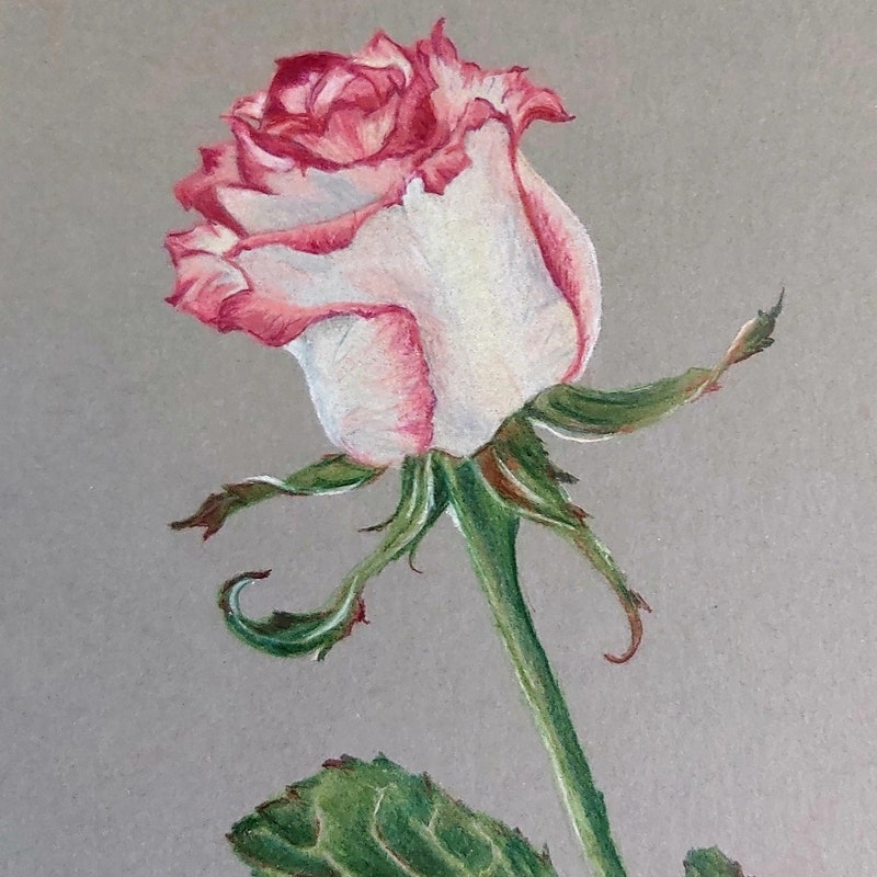 Colour Pencil Drawing Rose - Etsy UK