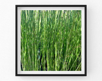 Bamboo Grass