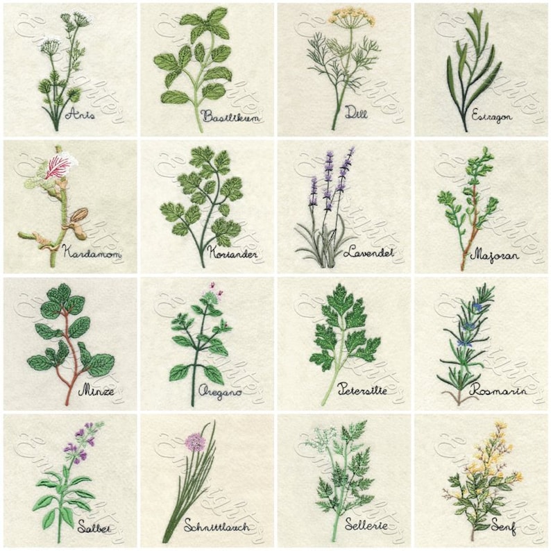 Pu&ograve; includere: Un grafico di 16 erbe diverse, ciascuna con un'illustrazione disegnata a mano e il nome dell'erba in inglese. Le erbe sono: Anice, Basilico, Aneto, Estragone, Cardamomo, Coriandolo, Lavanda, Maggiorana, Menta, Origano, Prezzemolo, Rosmarino, Salvia, Erba cipollina, Sedano e Senape.