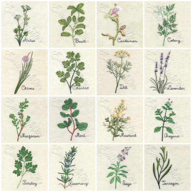 Herbs Set Machine Embroidery Design Etsy