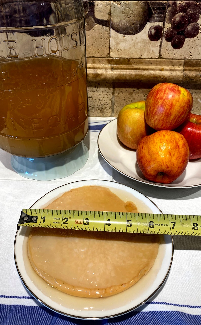 May include: A close-up of a round, light brown kombucha SCOBY in a white ceramic dish with a gold rim. A yellow measuring tape is placed across the top of the dish. The SCOBY is about 7 inches in diameter.