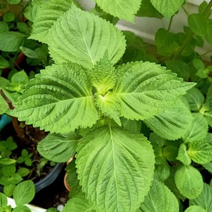 Green Perilla (Shiso) Seeds