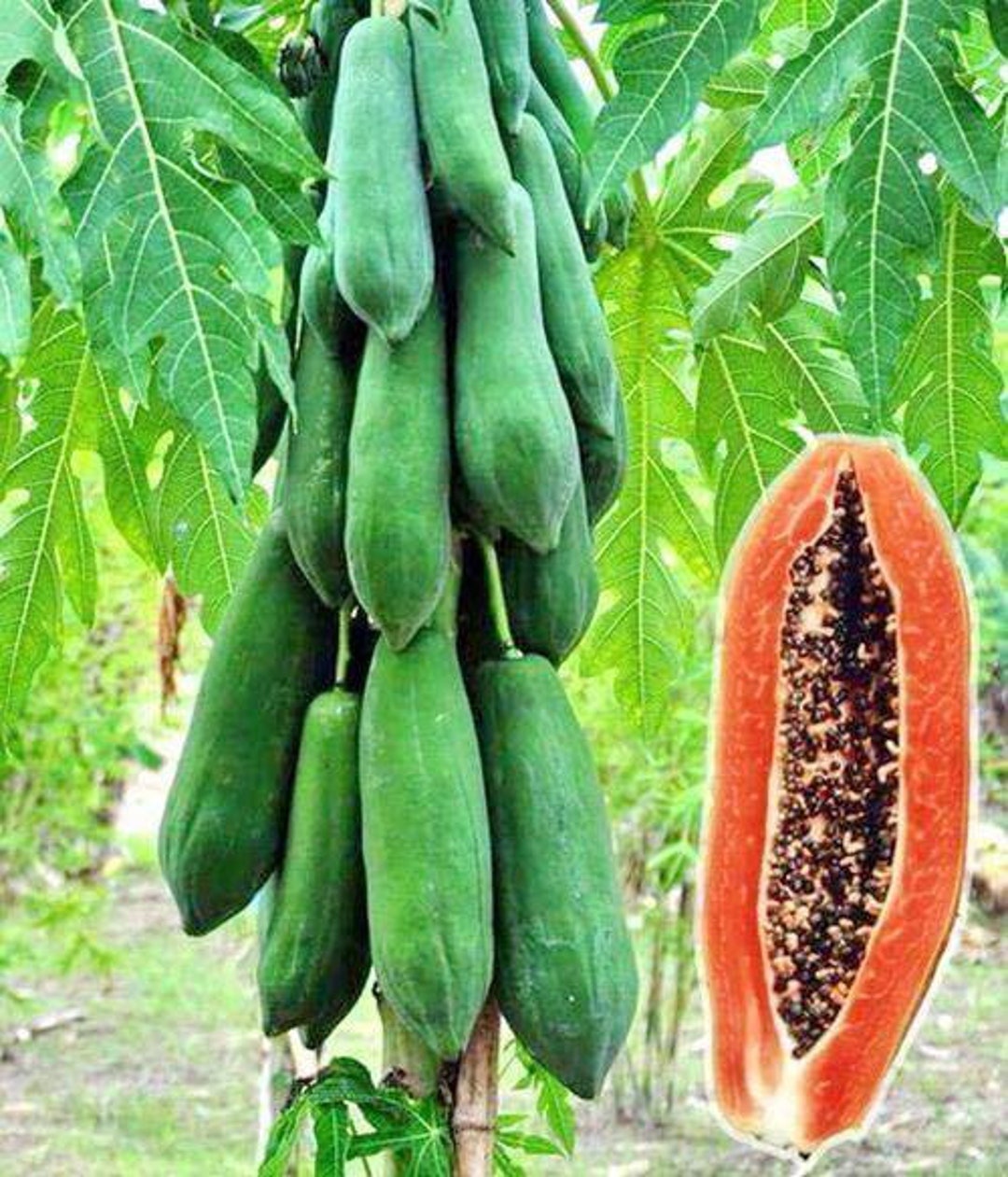 Kak Dam Papaya 10 Seeds Etsy