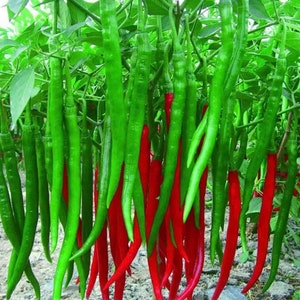 May include: A close-up of a bunch of long, thin green and red chili peppers hanging from a plant. The peppers are all about the same size and shape, and they are arranged in a random pattern.