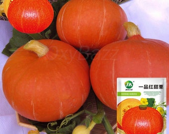 Ozuno Orange Japanese Pumpkin 6 Seeds