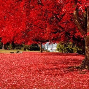 May include: A large red maple tree with vibrant fall foliage stands in a grassy area covered in fallen leaves. The tree's branches reach out towards the sky, creating a canopy of red.