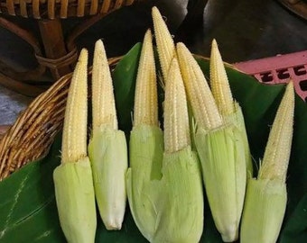 Baby Corn Seeds