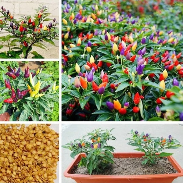 Ornamental Pepper Mixed Seeds