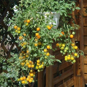 May include: A hanging planter overflowing with a vibrant green tomato plant. The plant is laden with small, bright yellow tomatoes, some still green, creating a colorful display.