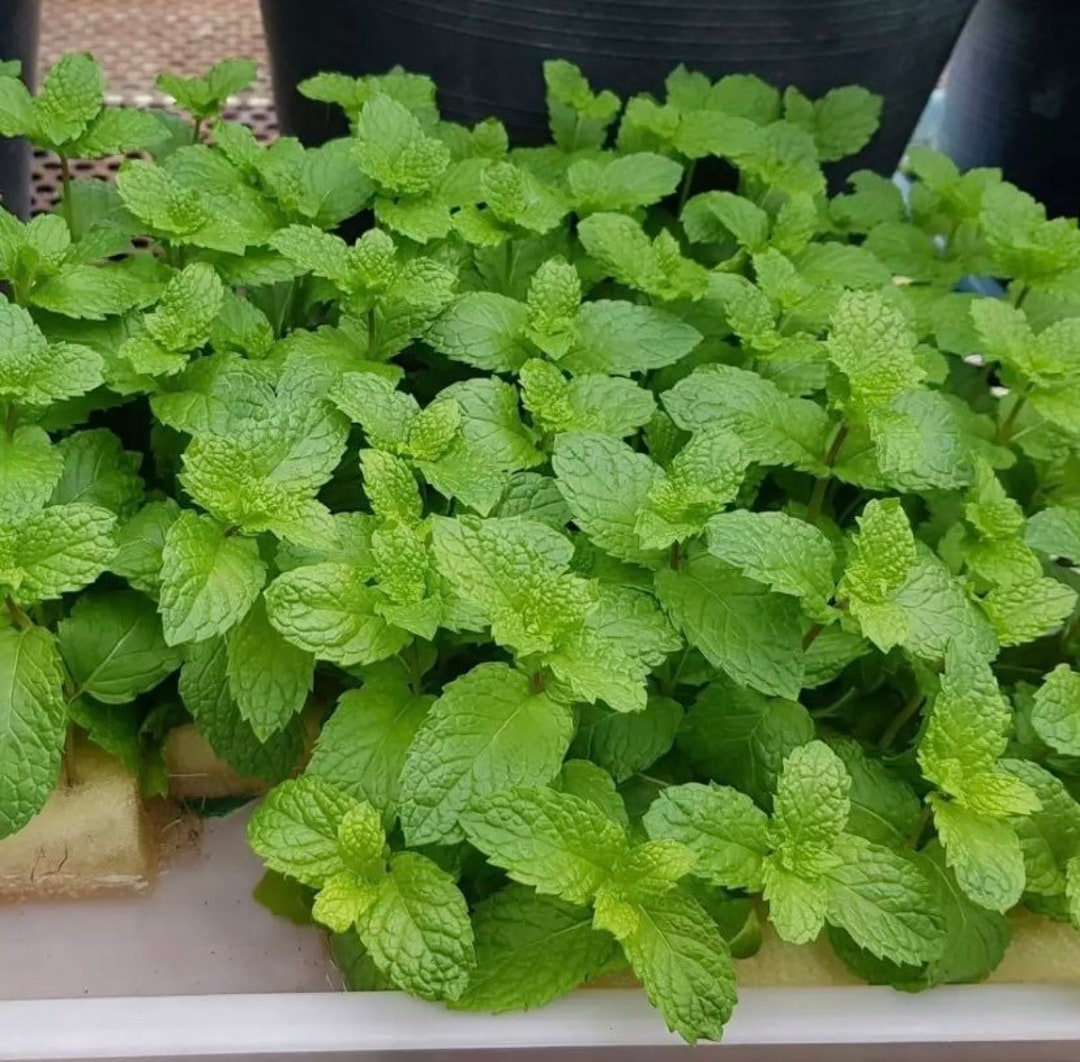 Sweet Mint Seeds Etsy