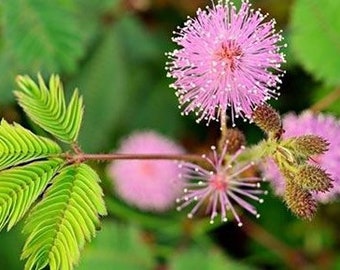 Mimosa/Sensitive Seeds