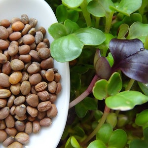 May include: A white ceramic spoon filled with brown radish seeds, next to a close-up of fresh radish sprouts with green leaves and a single purple leaf.