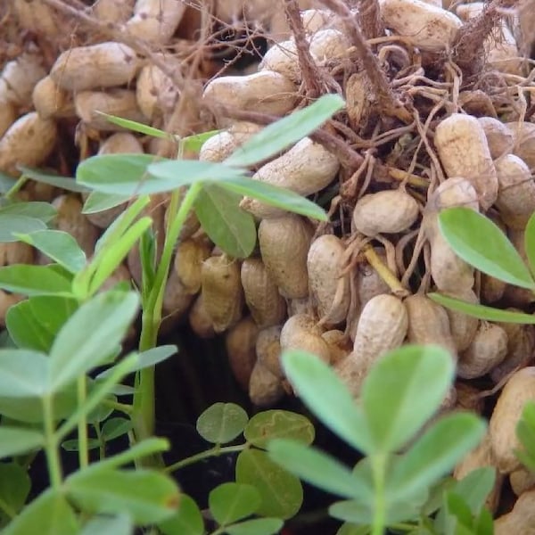 Peanut Seeds for planting