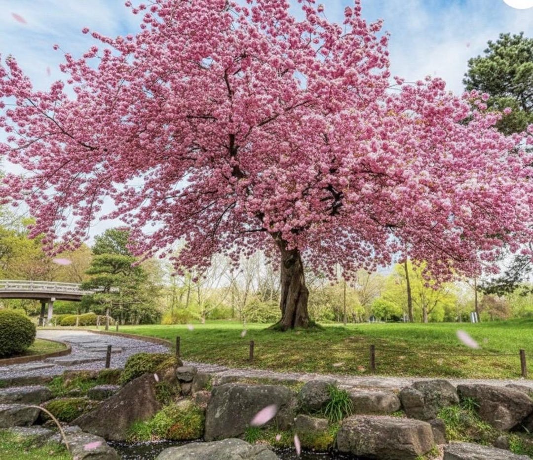 Japanese Flowering Cherry Tree (sakura) - Etsy Canada