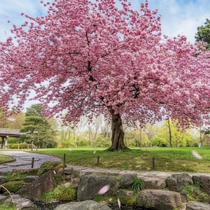 May include: A majestic cherry blossom tree in full bloom, its branches heavy with pink flowers. The tree's trunk is a dark brown, set against a backdrop of green grass, a stone path, and a small bridge. Petals drift in the air.