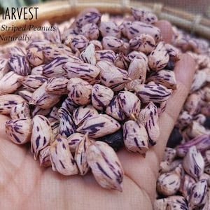 Tiger Strip Peanut Seeds for planting