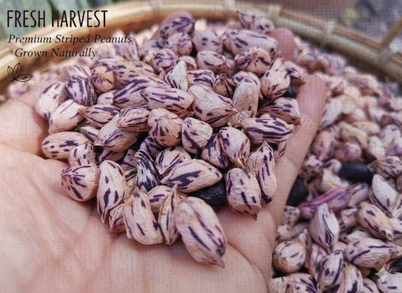 Tiger Strip Peanut Seeds for planting