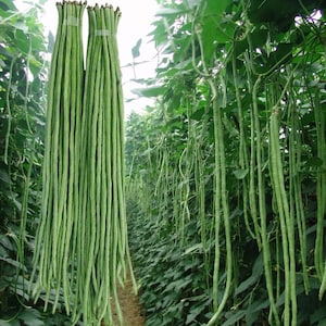 May include: A close-up of a bundle of long, green yardlong beans hanging in a field. The beans are about 2 feet long and are growing vertically.