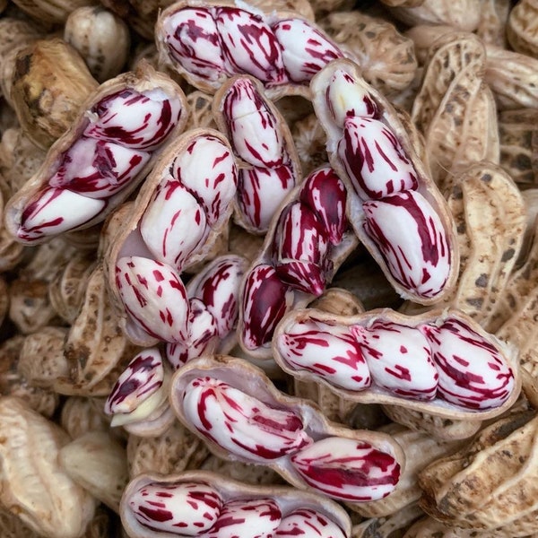 Tiger Strip Peanut Seeds for planting